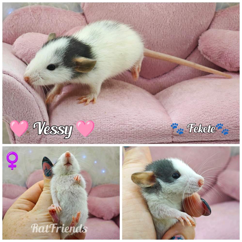 Fancy rat Rehomed Rattus norvegicus 