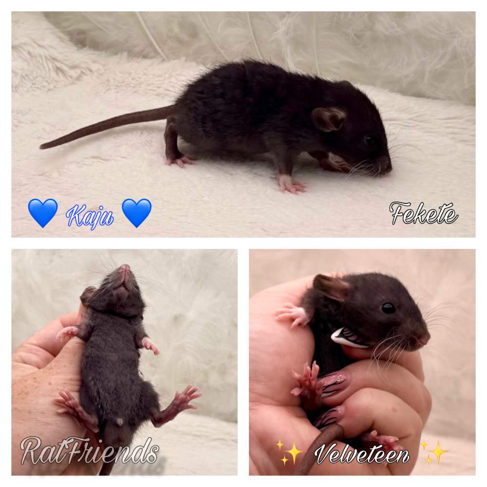 Fancy rat Available for rehoming Rattus norvegicus 