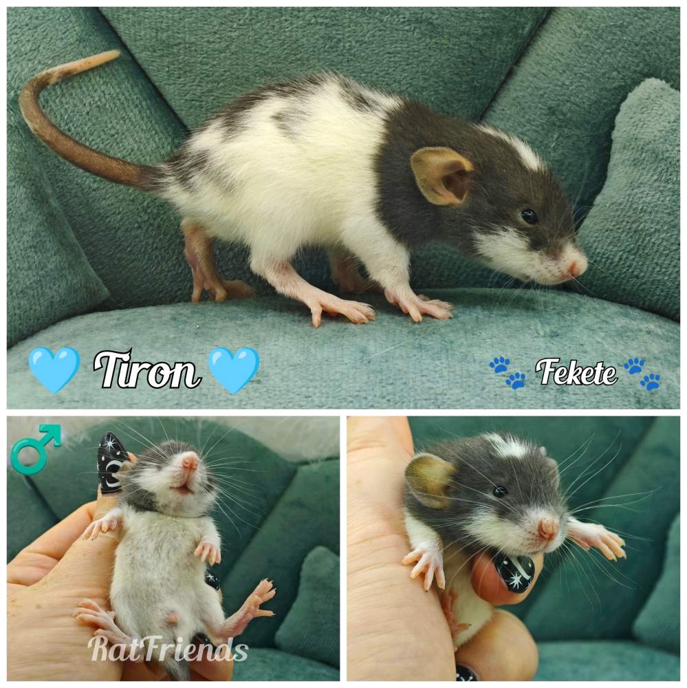 Fancy rat Available for rehoming Rattus norvegicus 