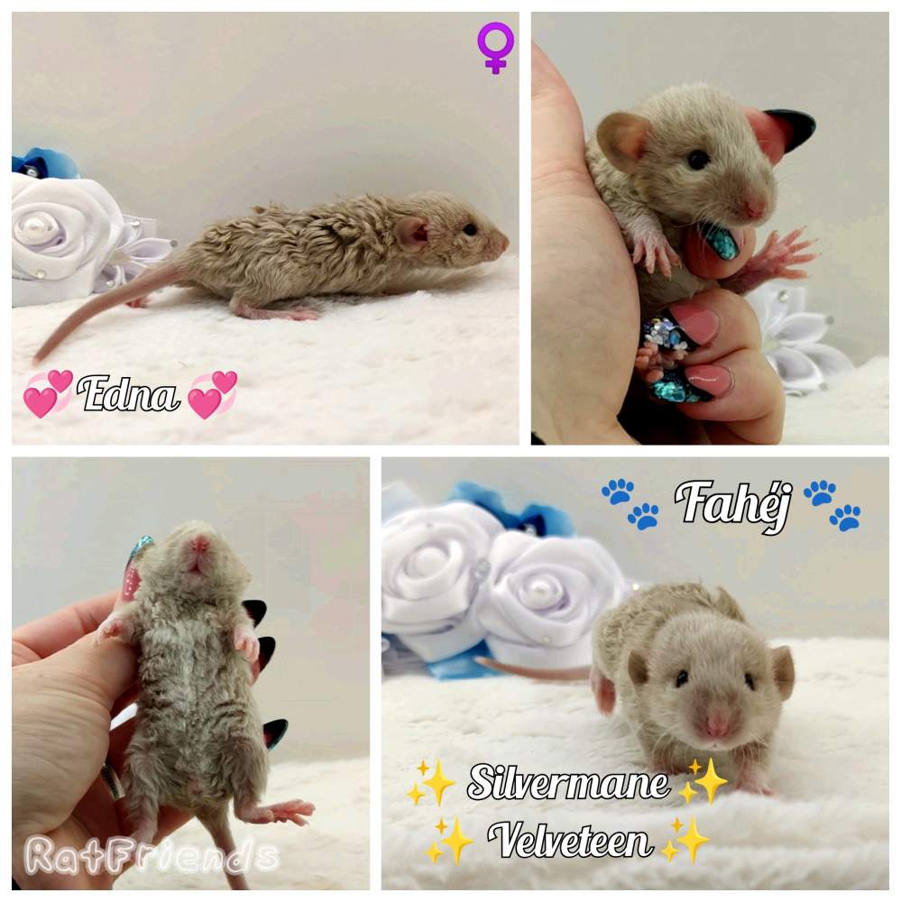 Fancy rat Owned by other Rattus norvegicus 