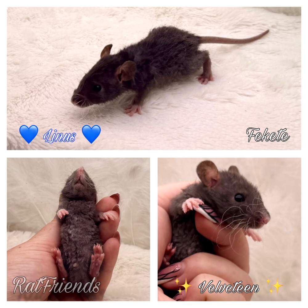 Fancy rat Available for rehoming Rattus norvegicus 