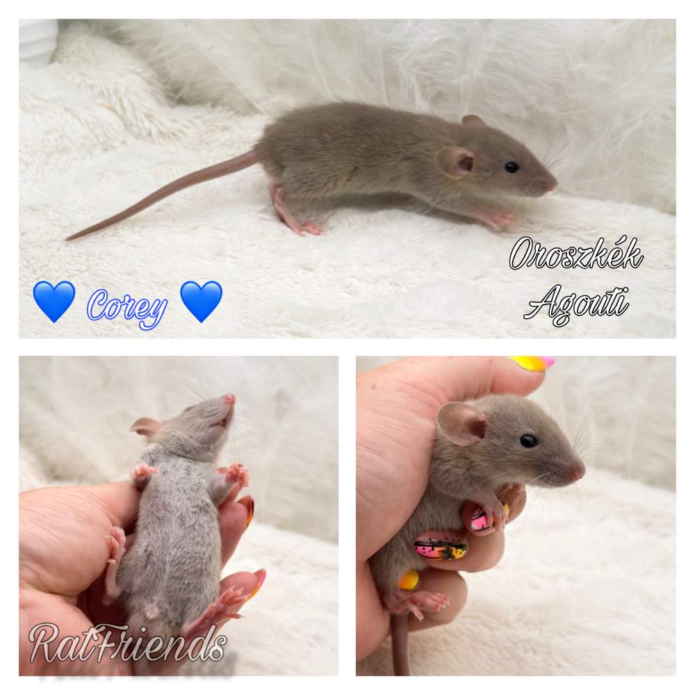 Fancy rat Available for rehoming Rattus norvegicus 