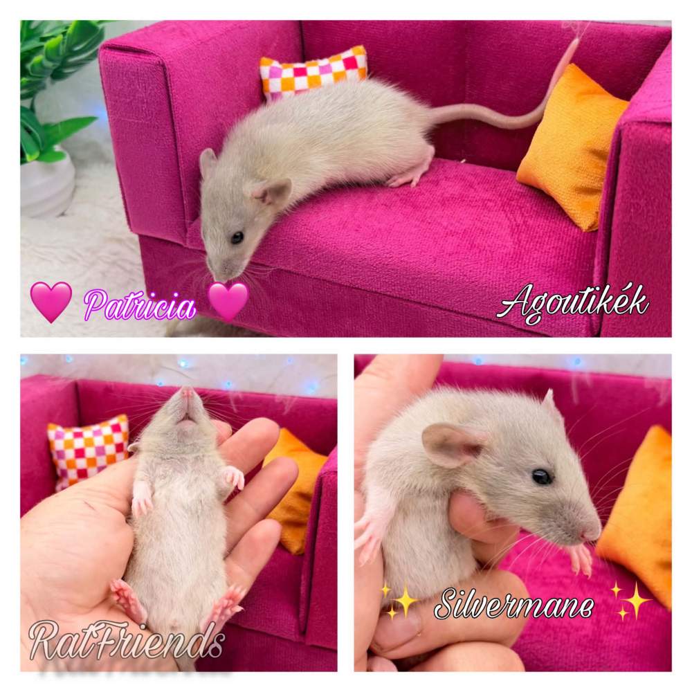 Fancy rat Available for rehoming Rattus norvegicus 