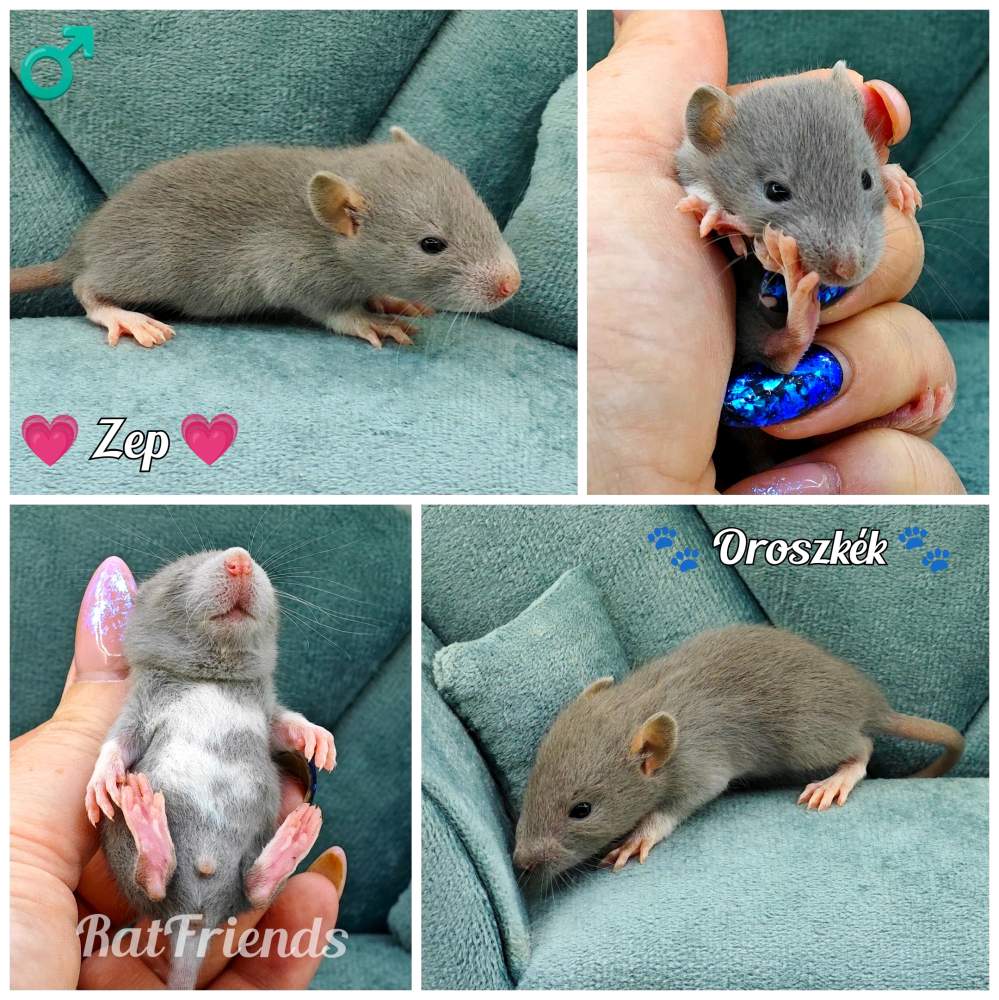 Fancy rat Owned by other Rattus norvegicus 
