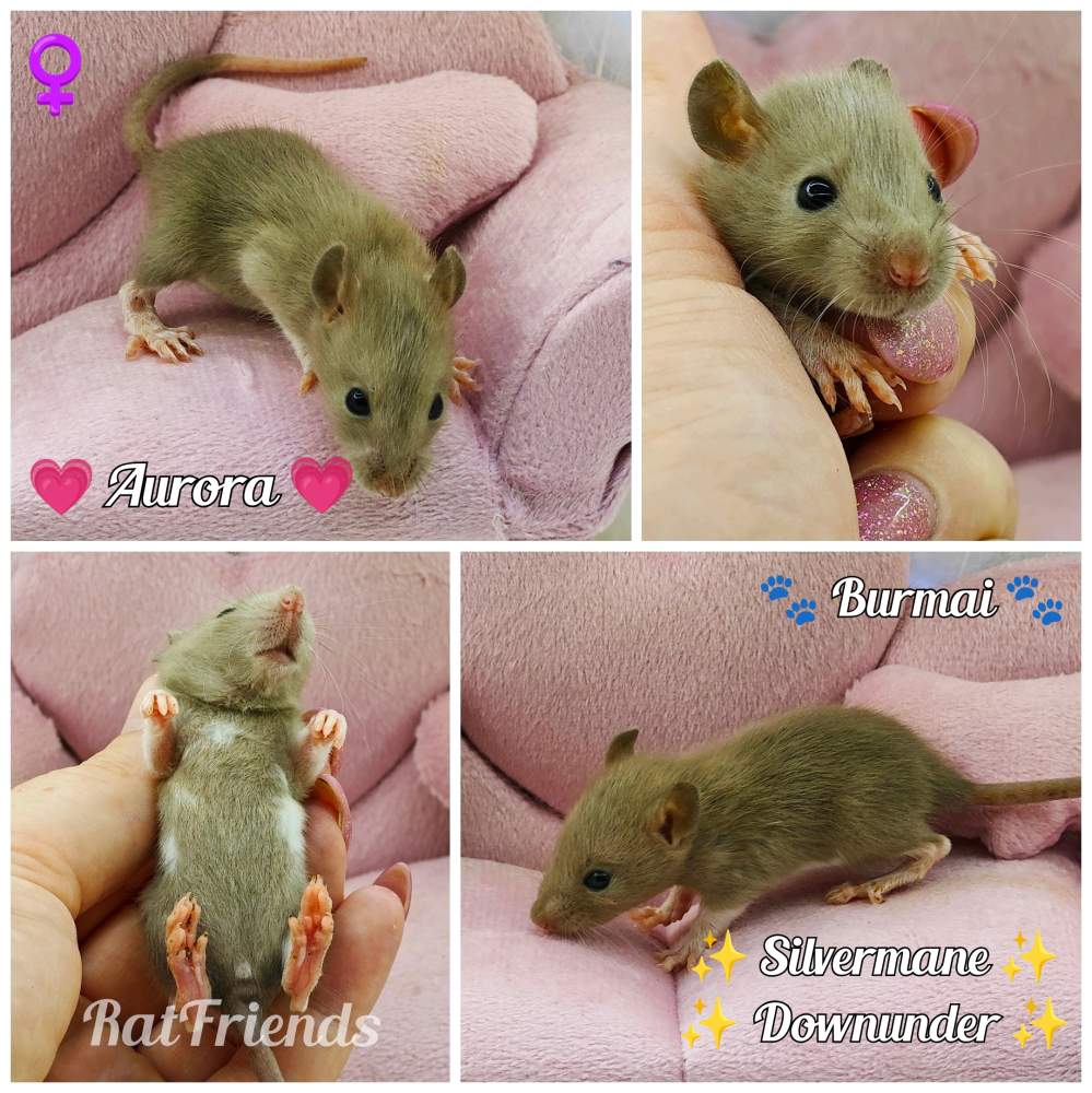 Fancy rat Available for rehoming Rattus norvegicus 