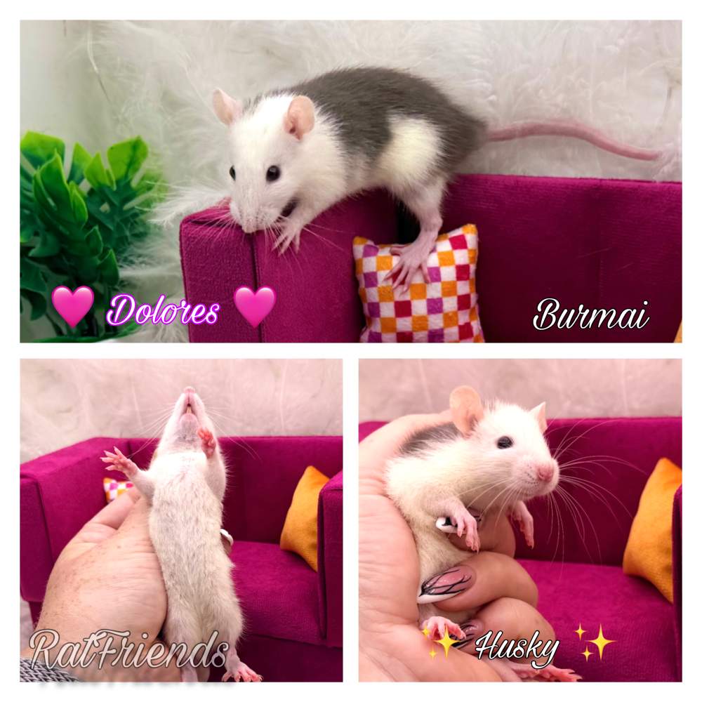 Fancy rat Available for rehoming Rattus norvegicus 