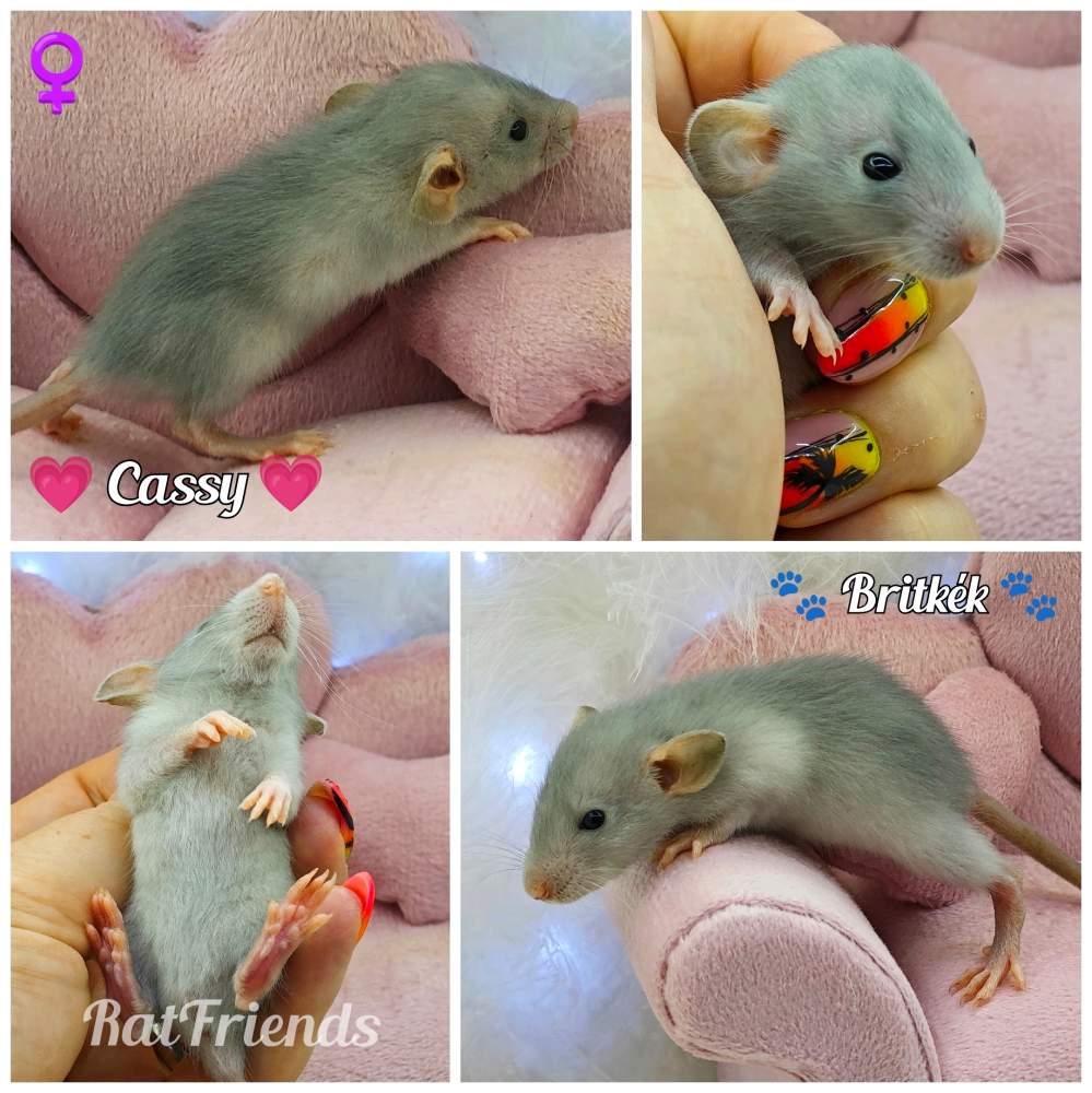 Fancy rat Available for rehoming Rattus norvegicus 