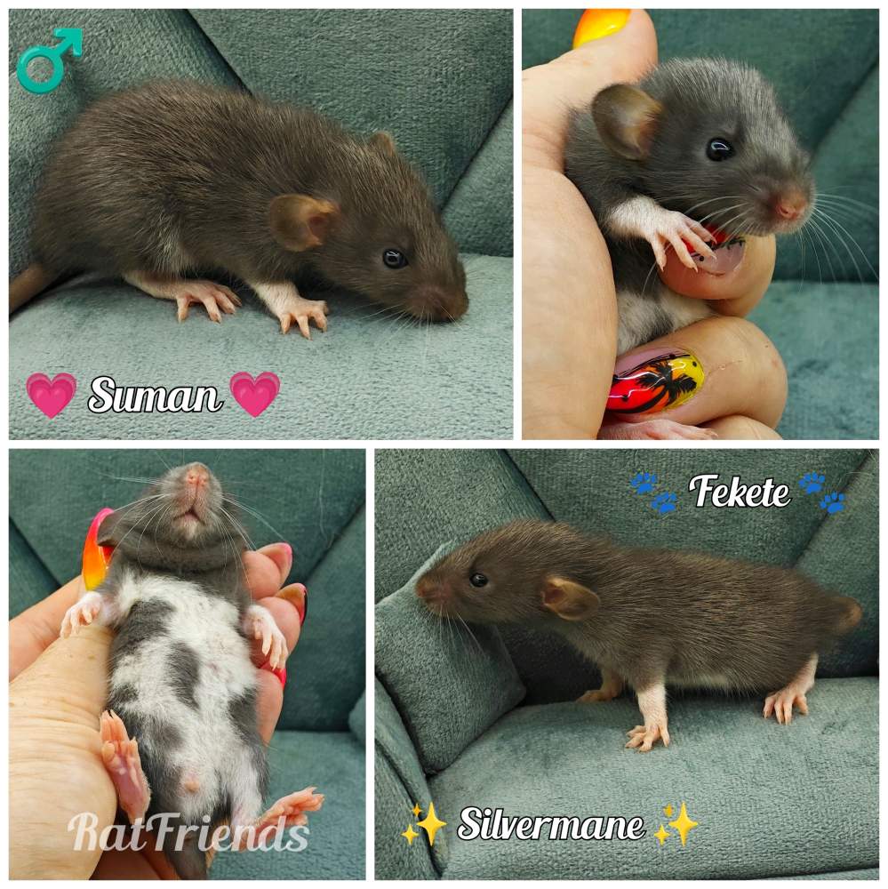 Fancy rat Available for rehoming Rattus norvegicus 