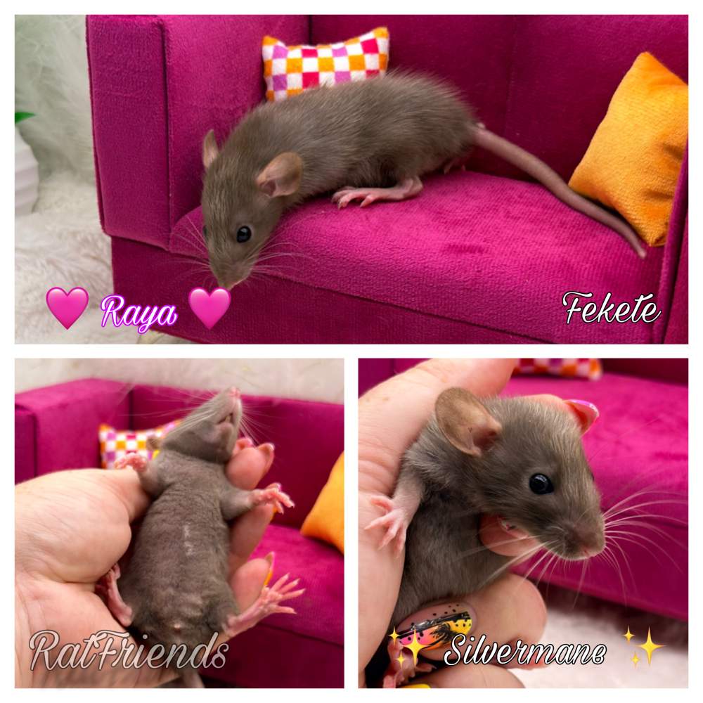 Fancy rat Available for rehoming Rattus norvegicus 