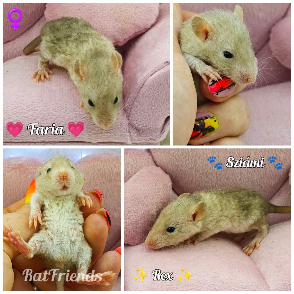 Fancy rat Pet only Rattus norvegicus 