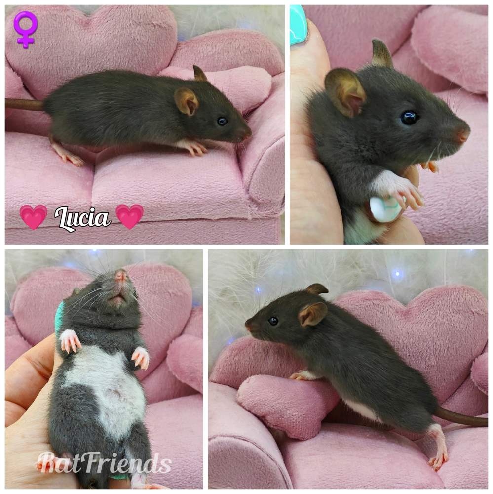 Fancy rat Owned by other Rattus norvegicus 
