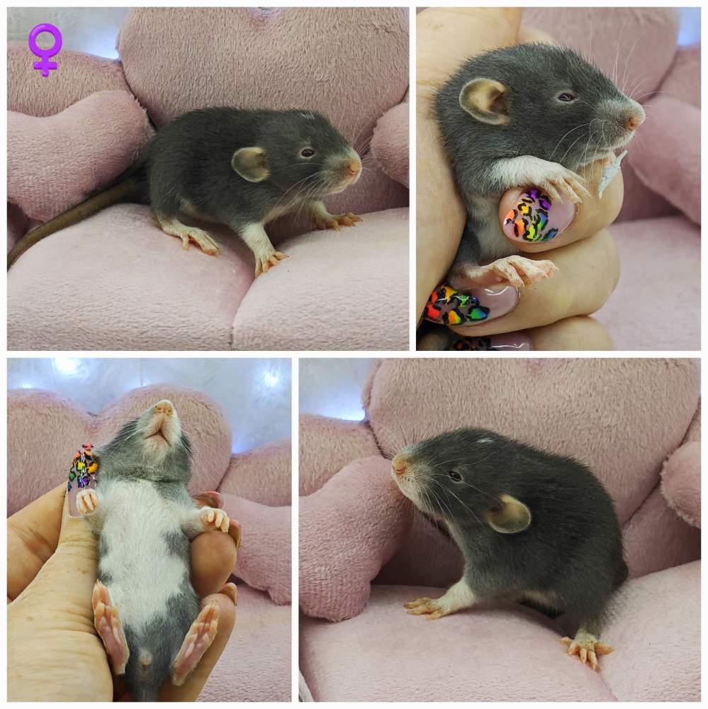 Fancy rat Breeder Rattus norvegicus 