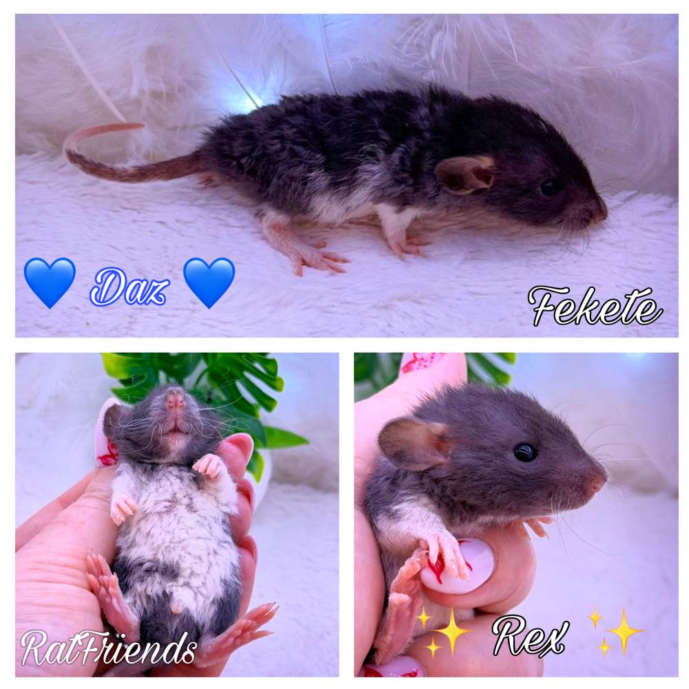 Fancy rat Available for rehoming Rattus norvegicus 