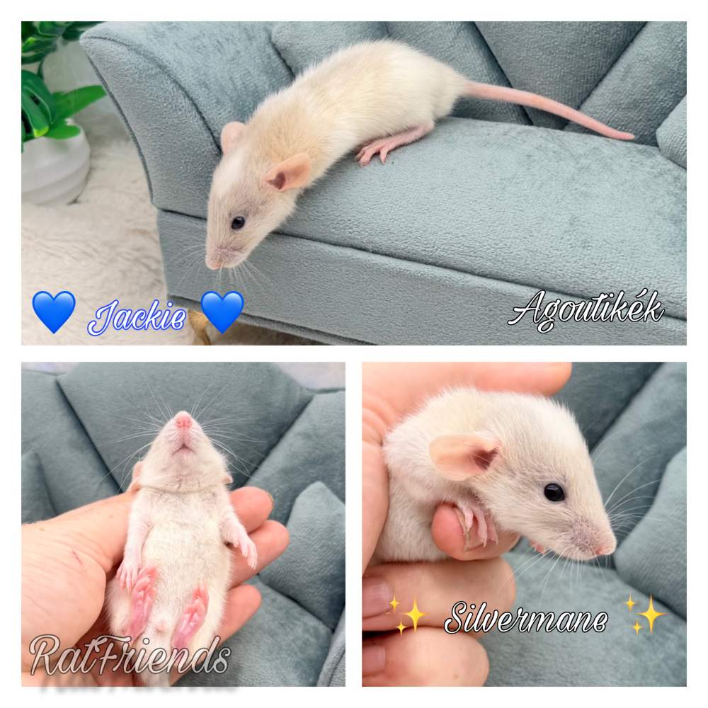 Fancy rat Available for rehoming Rattus norvegicus 