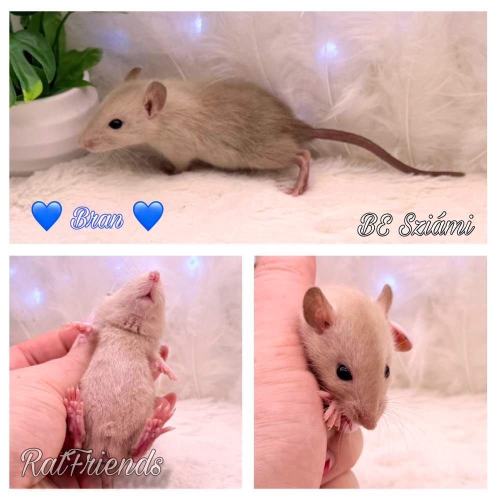 Fancy rat Available for rehoming Rattus norvegicus 