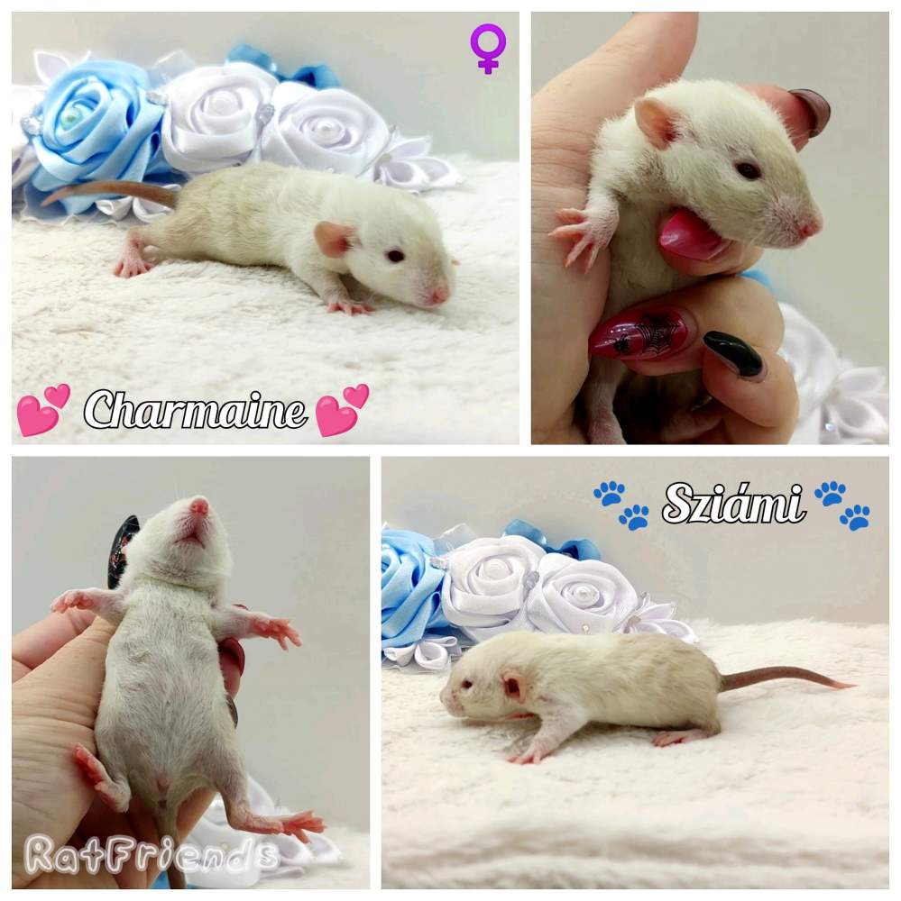 Fancy rat Owned by other Rattus norvegicus 