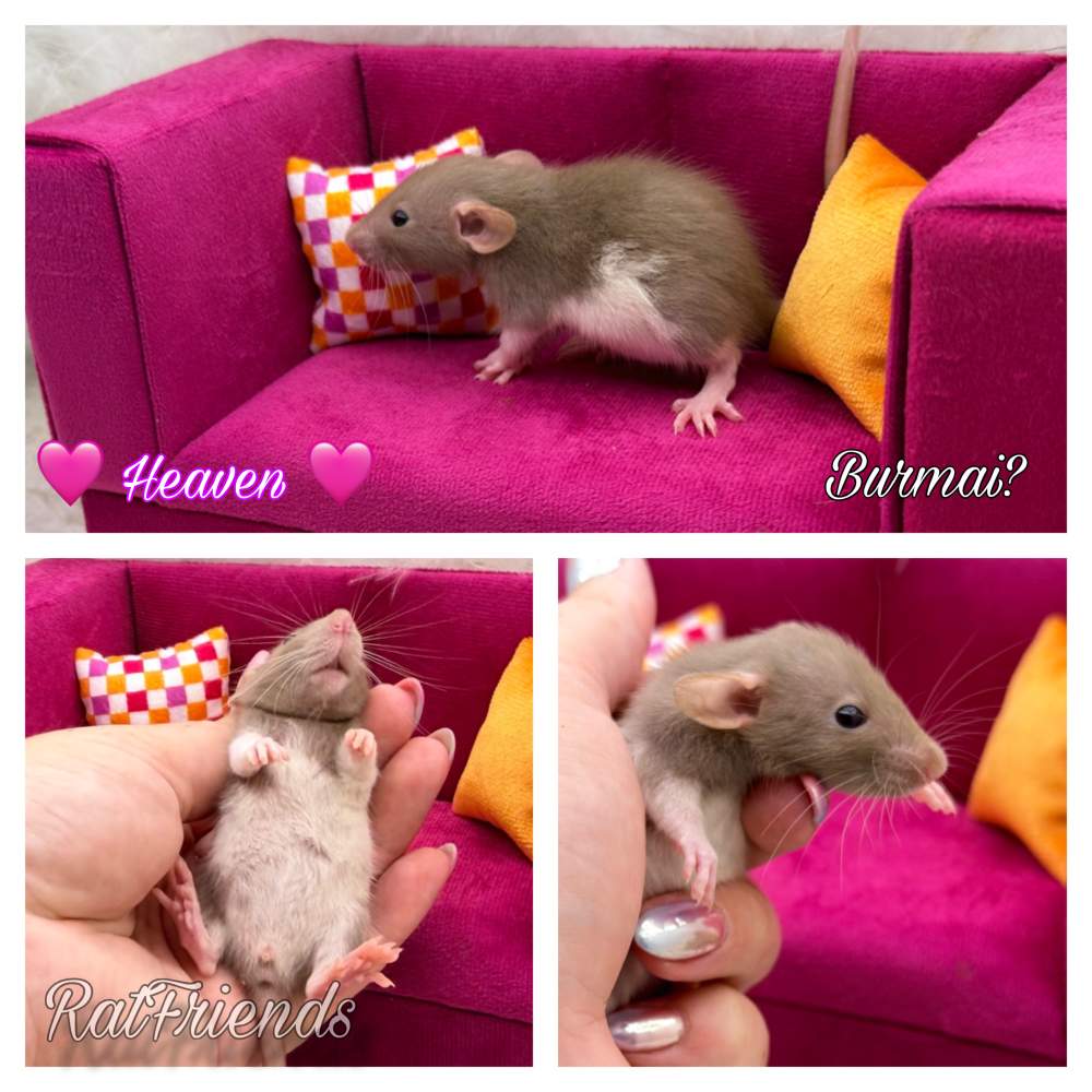 Fancy rat Available for rehoming Rattus norvegicus 