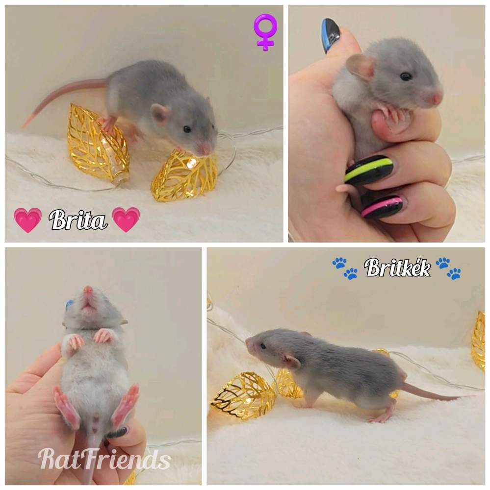 Fancy rat Breeder Rattus norvegicus 