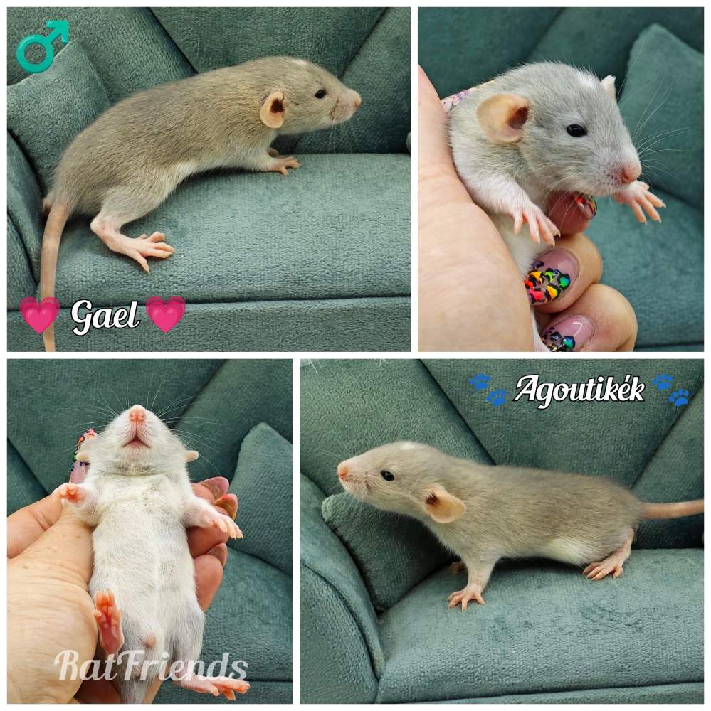 Fancy rat Rehomed Rattus norvegicus 