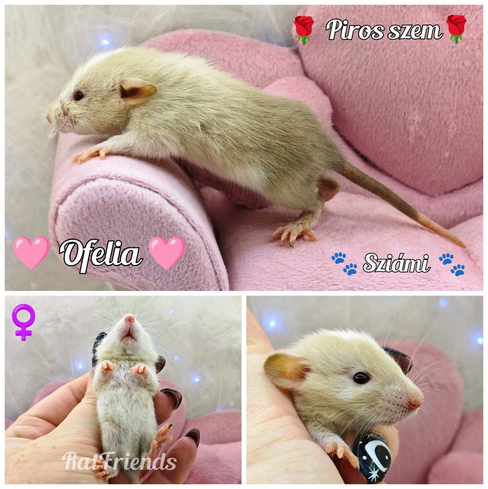 Fancy rat Available for rehoming Rattus norvegicus 