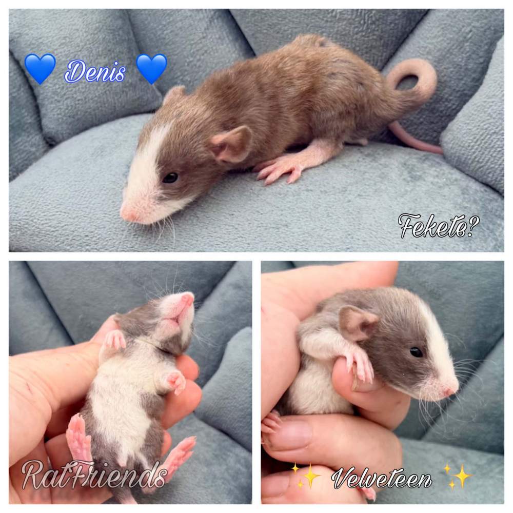 Fancy rat Breeder Rattus norvegicus 