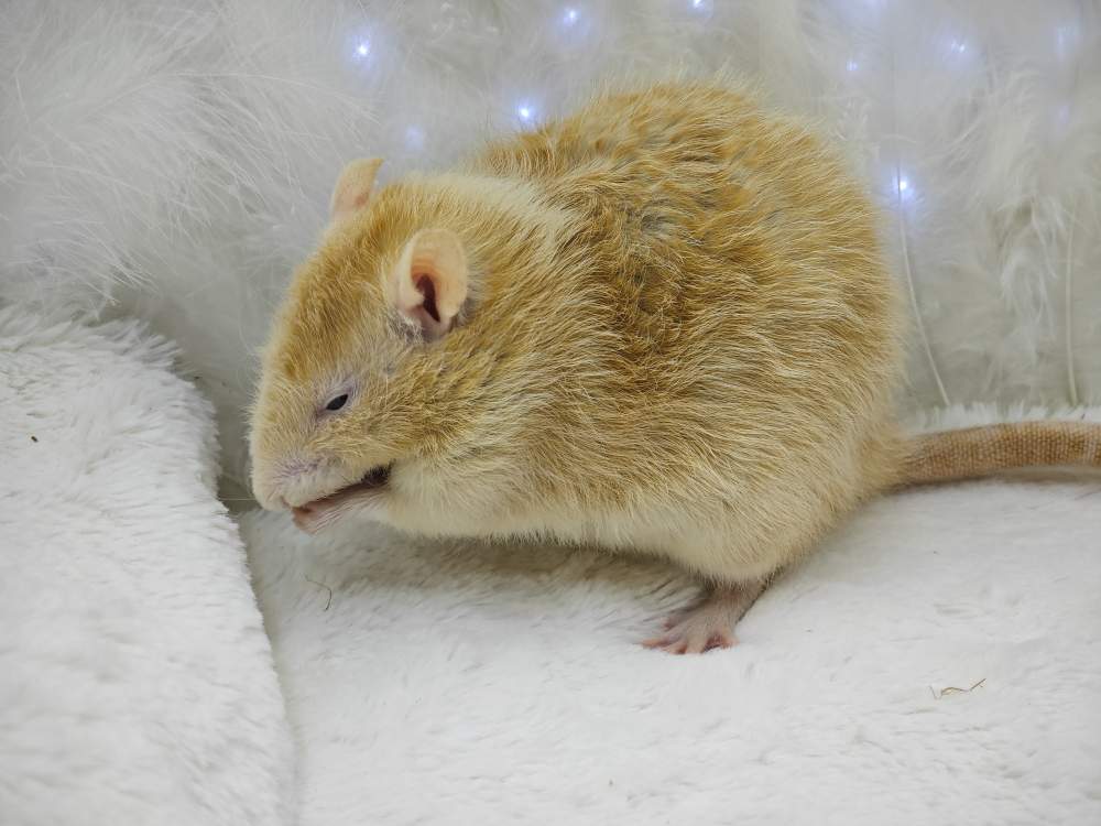 Fancy rat Breeder Rattus norvegicus 