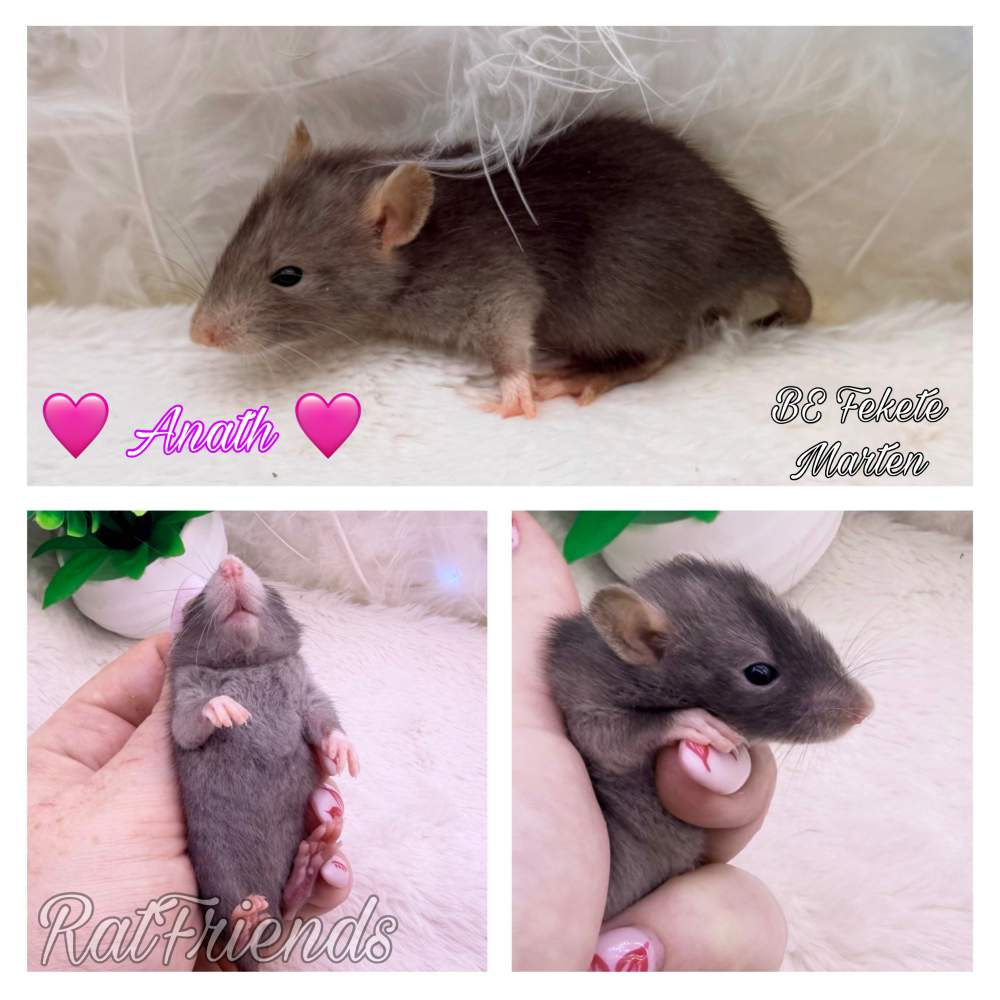 Fancy rat Available for rehoming Rattus norvegicus 