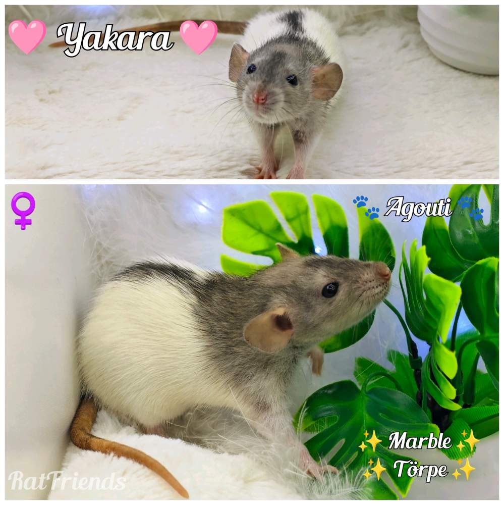 Fancy rat Breeder Rattus norvegicus 