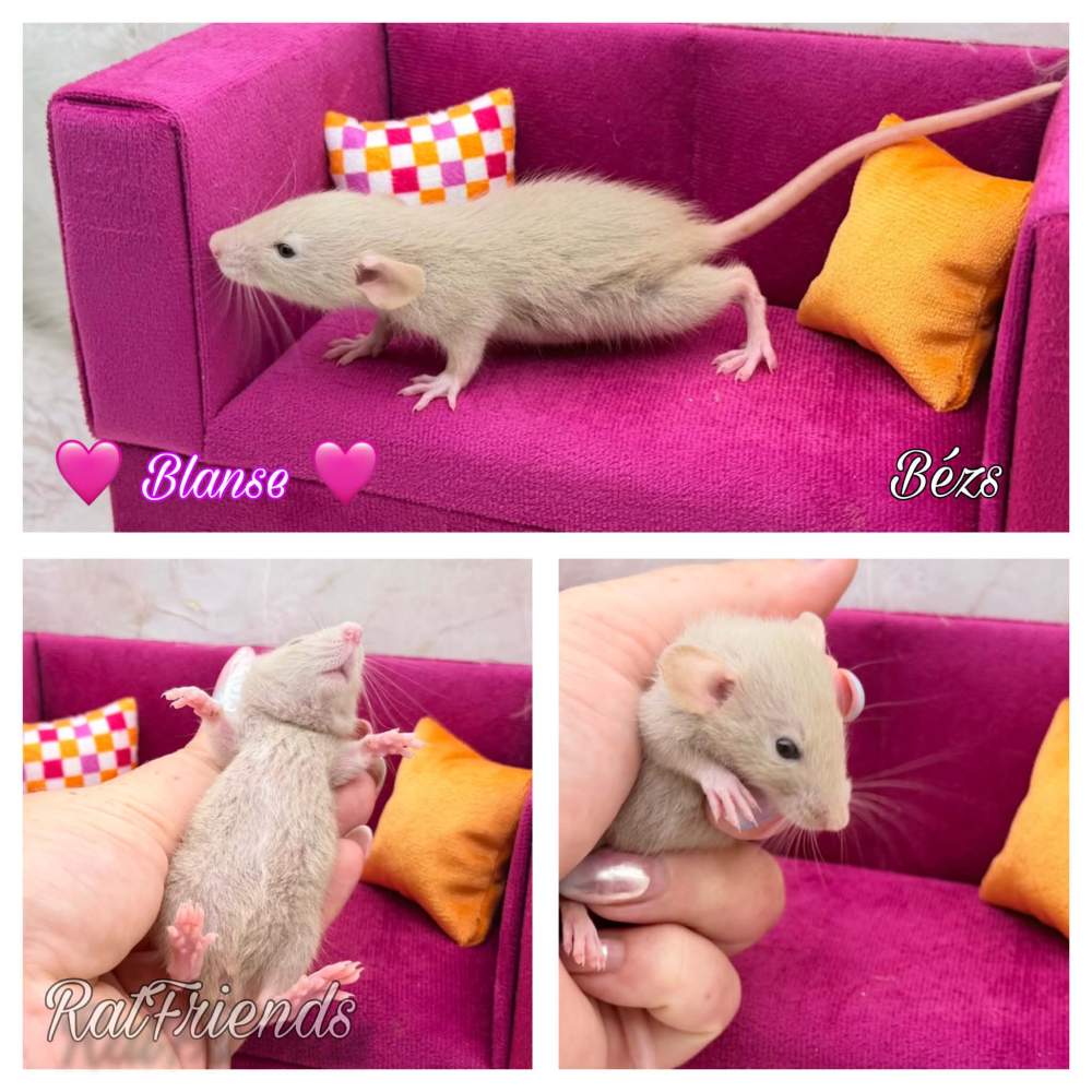 Fancy rat Breeder Rattus norvegicus 