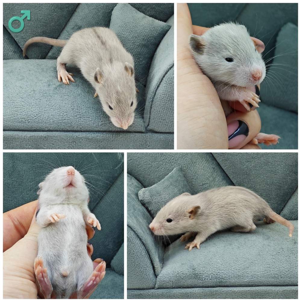 Fancy rat Breeder Rattus norvegicus 