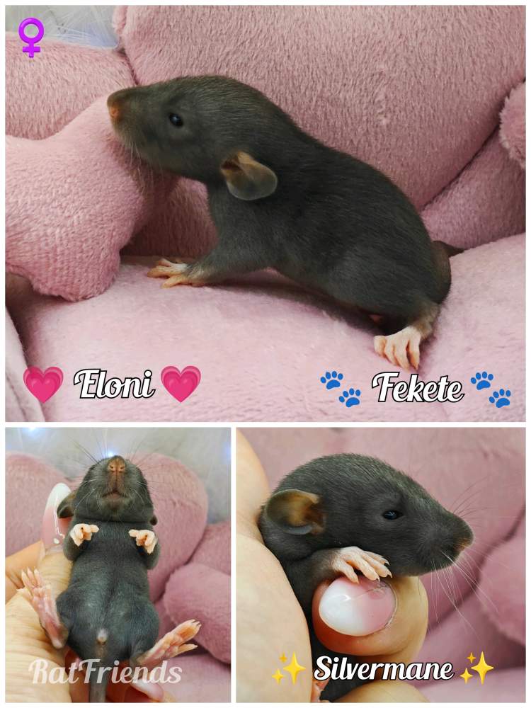 Fancy rat Available for rehoming Rattus norvegicus 