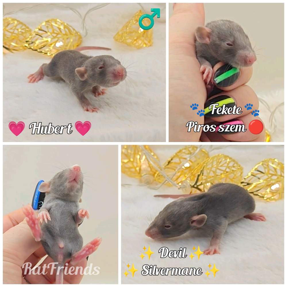 Fancy rat Owned by other Rattus norvegicus 