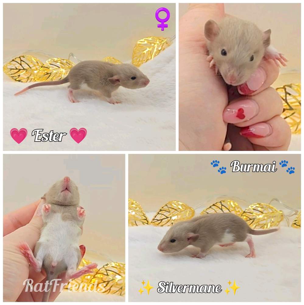 Fancy rat Owned by other Rattus norvegicus 