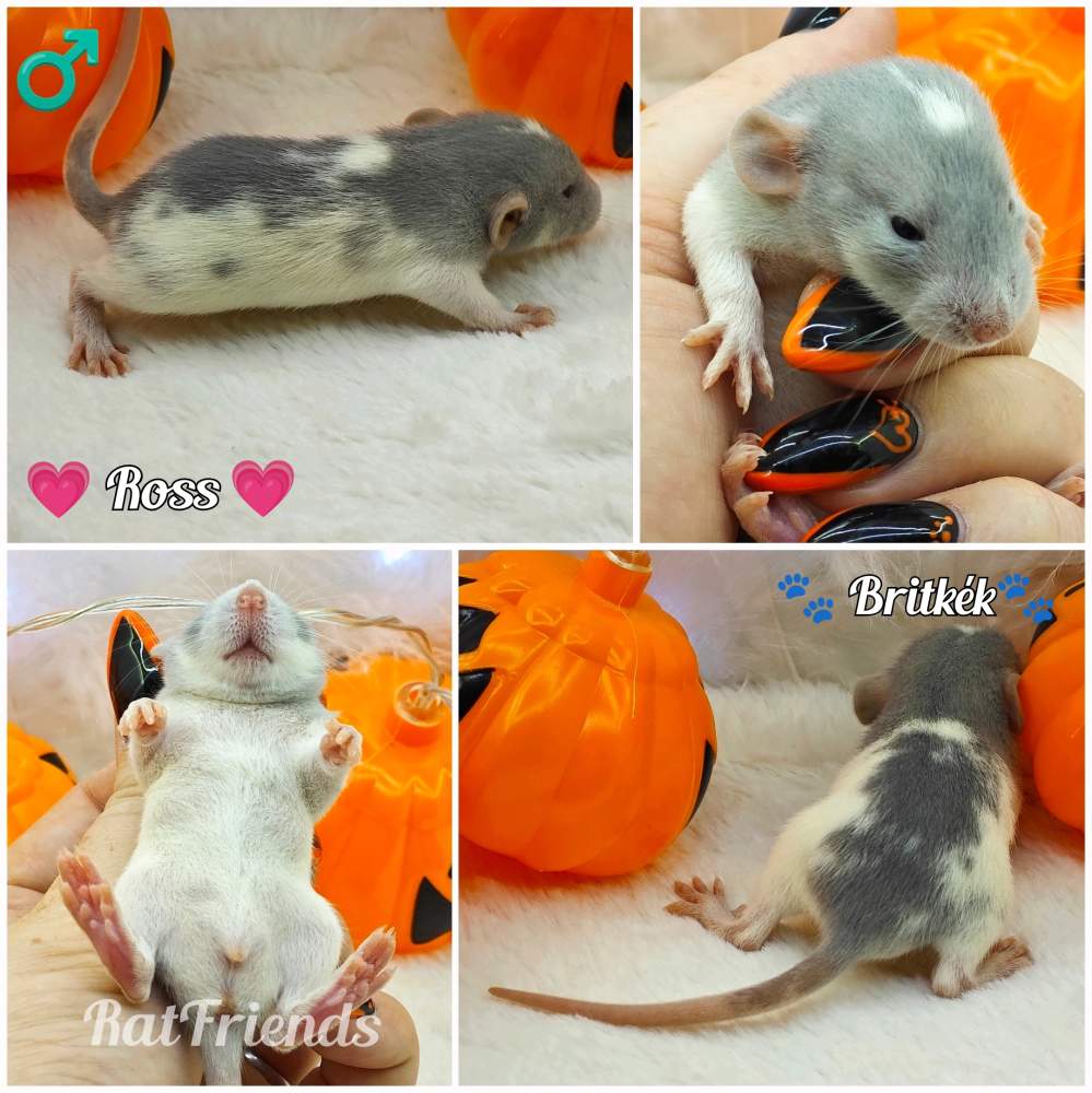 Fancy rat Owned by other Rattus norvegicus 