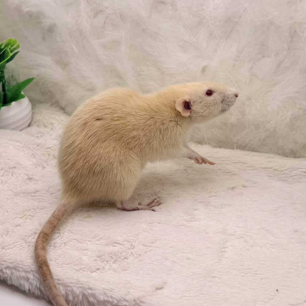 Fancy rat Breeder Rattus norvegicus 