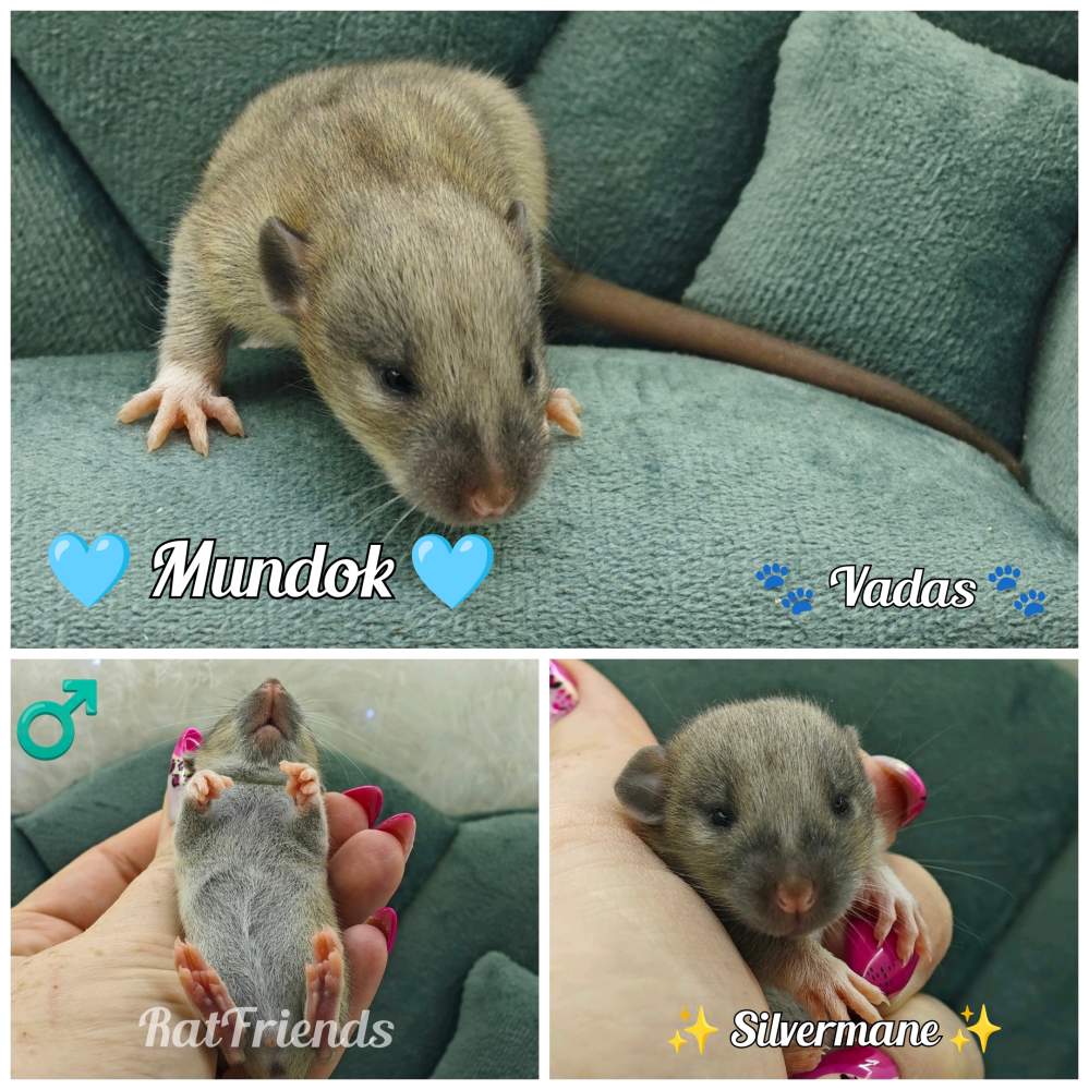 Fancy rat Available for rehoming Rattus norvegicus 