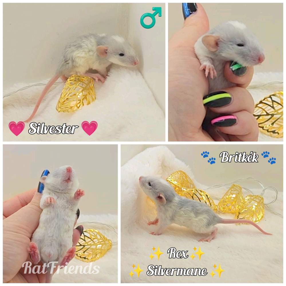 Fancy rat Breeder Rattus norvegicus 