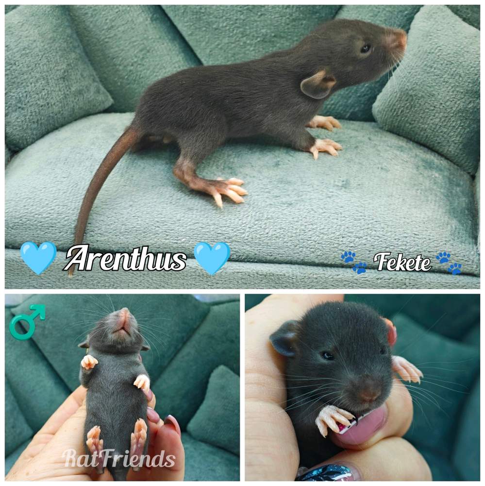 Fancy rat Rehomed Rattus norvegicus 