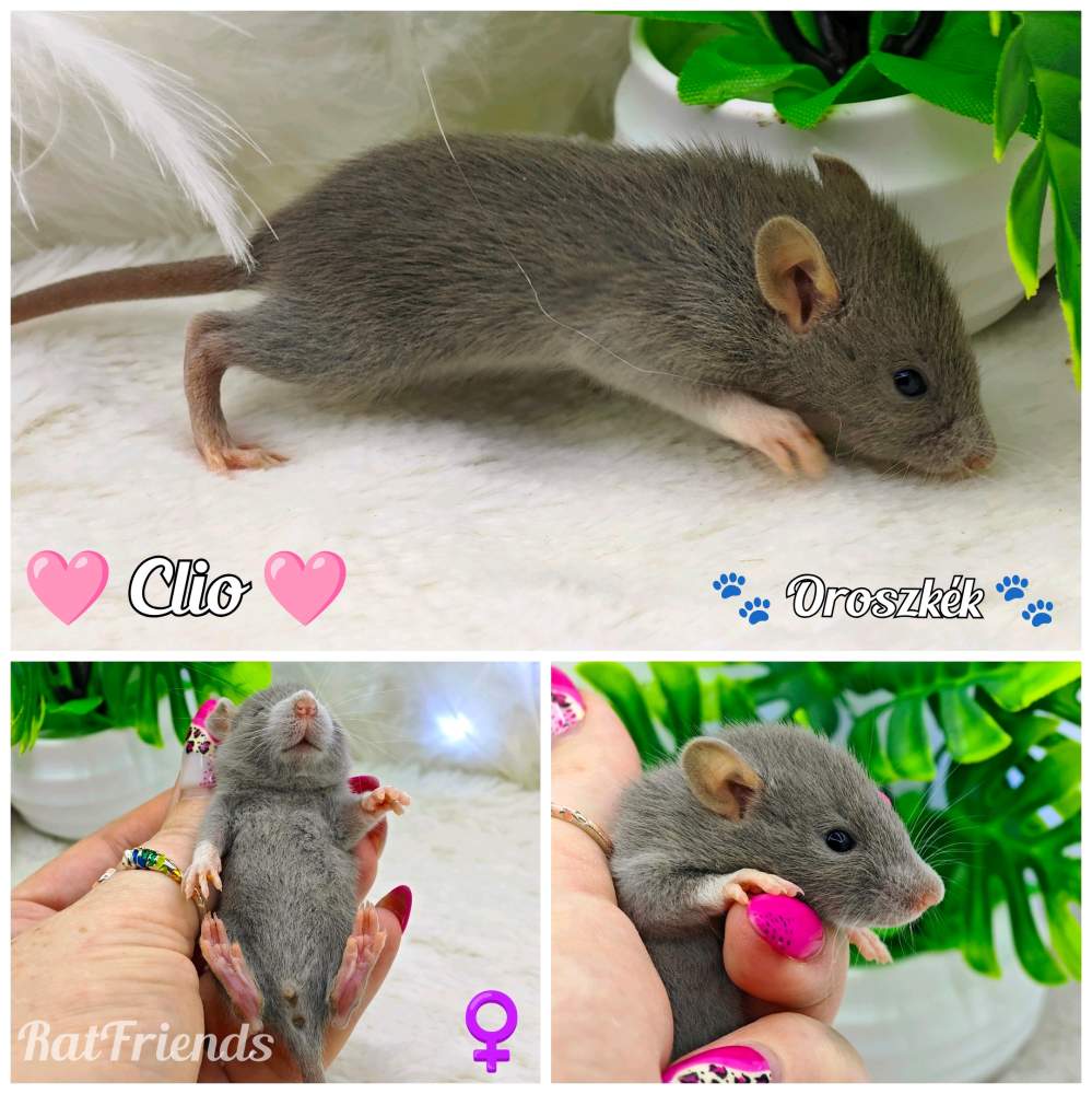 Fancy rat Breeder Rattus norvegicus 