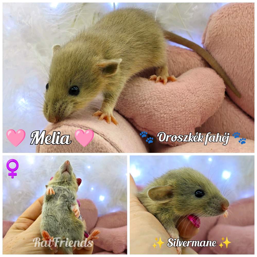 Fancy rat Breeder Rattus norvegicus 