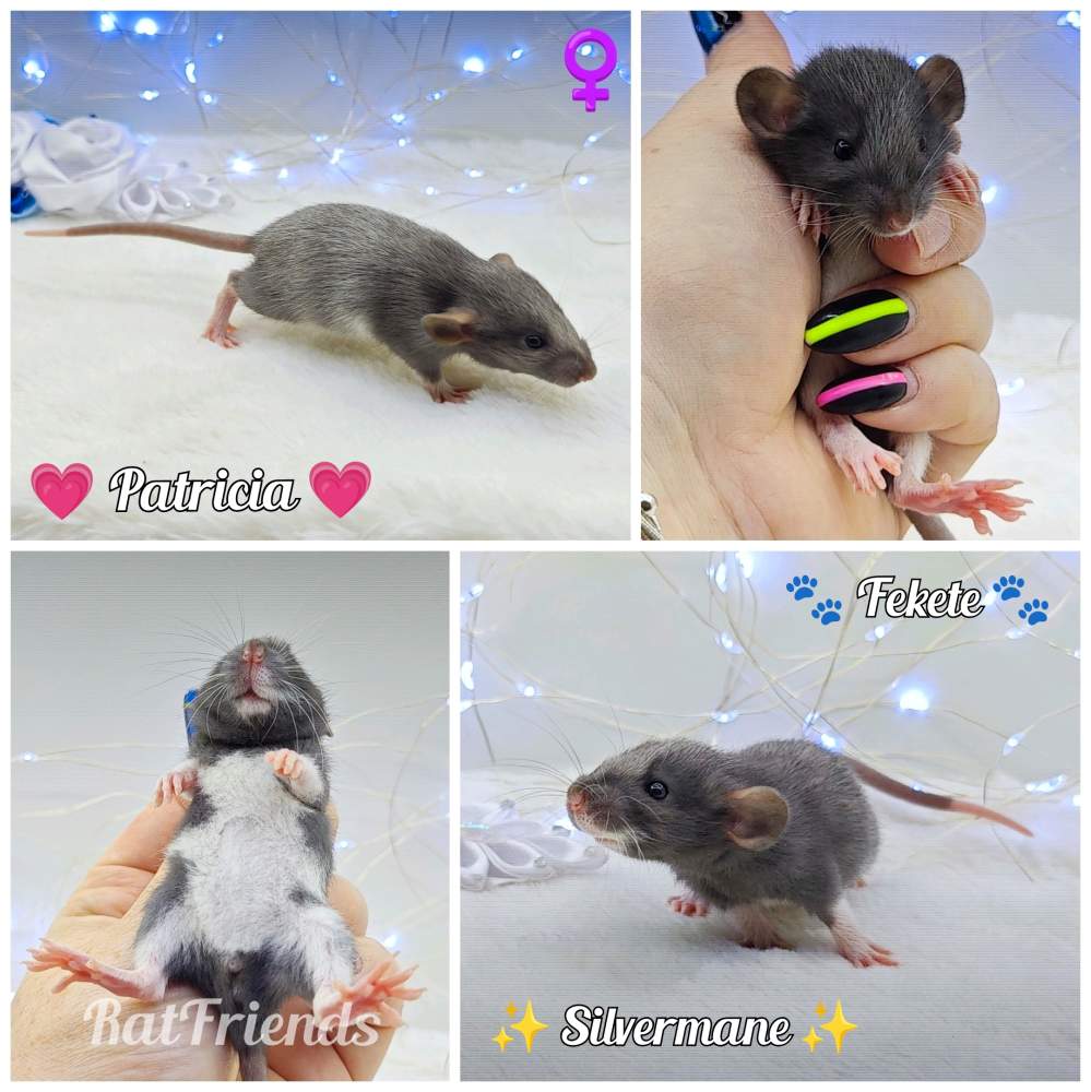 Fancy rat Owned by other Rattus norvegicus 