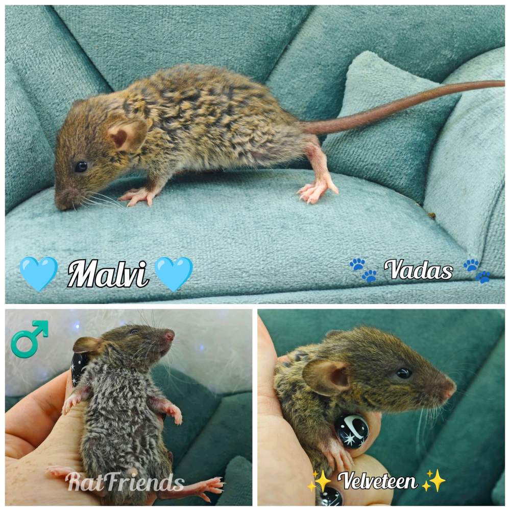 Fancy rat Available for rehoming Rattus norvegicus 