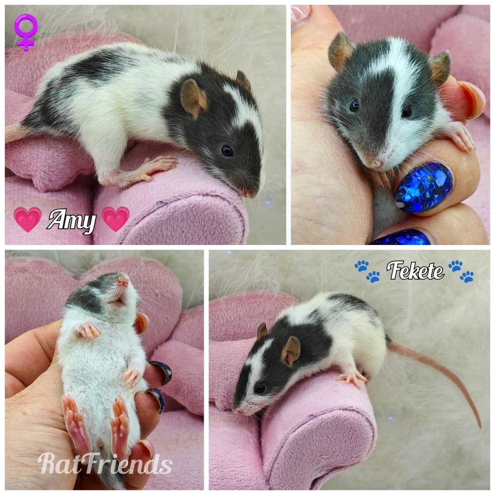 Fancy rat Available for rehoming Rattus norvegicus 
