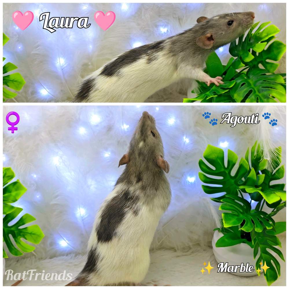 Fancy rat Breeder Rattus norvegicus 