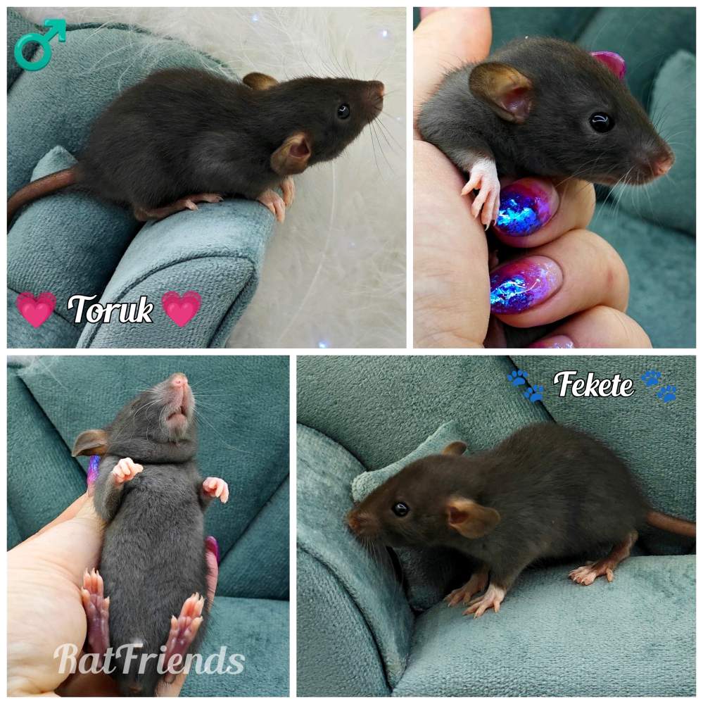 Fancy rat Rehomed Rattus norvegicus 