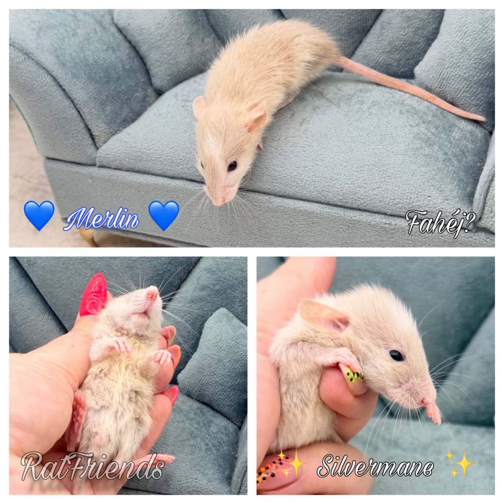Fancy rat Available for rehoming Rattus norvegicus 