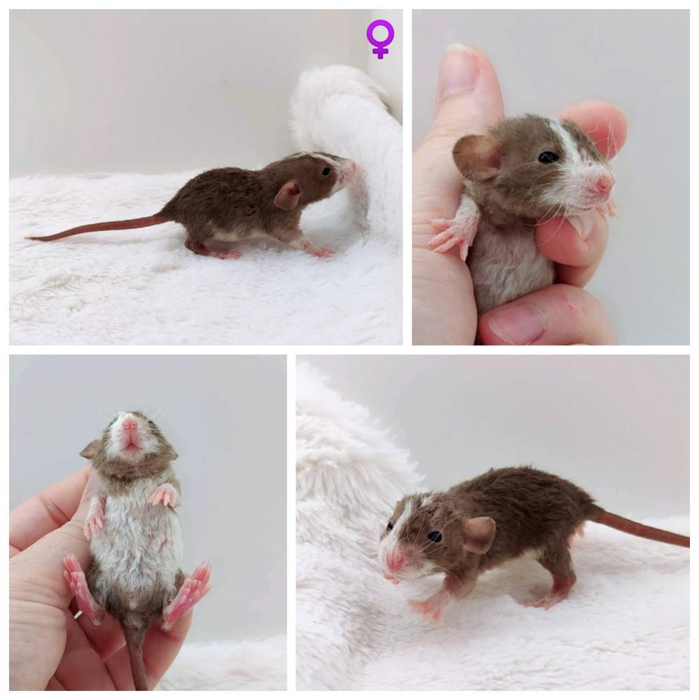 Fancy rat Owned by other Rattus norvegicus 