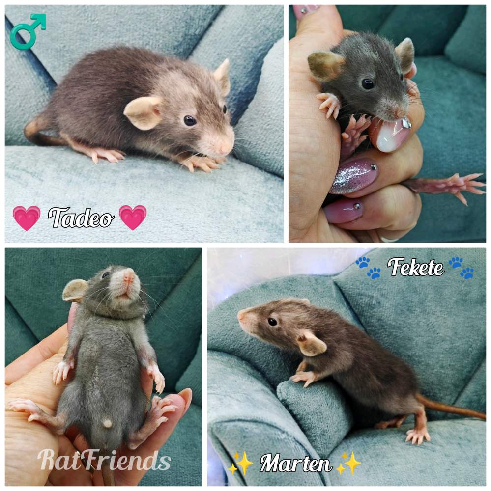Fancy rat Available for rehoming Rattus norvegicus 
