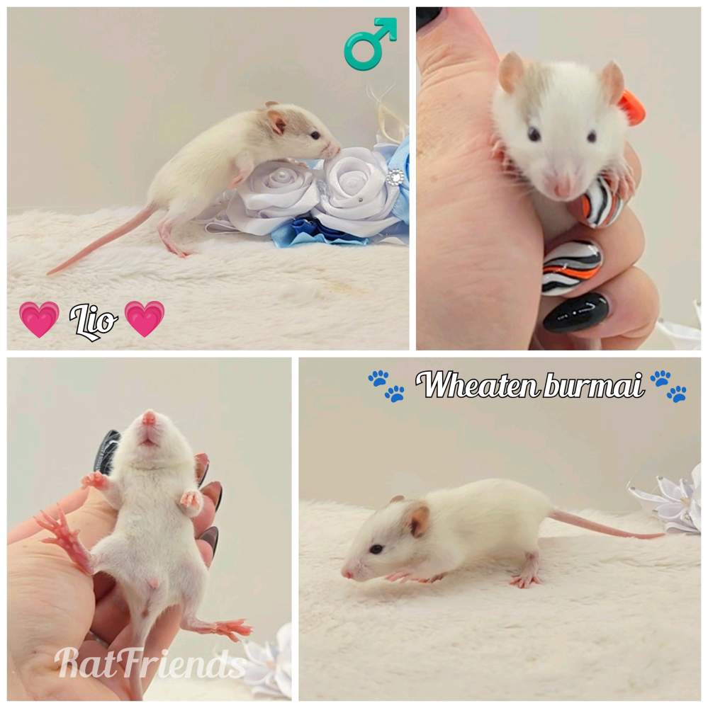 Fancy rat Rehomed Rattus norvegicus 