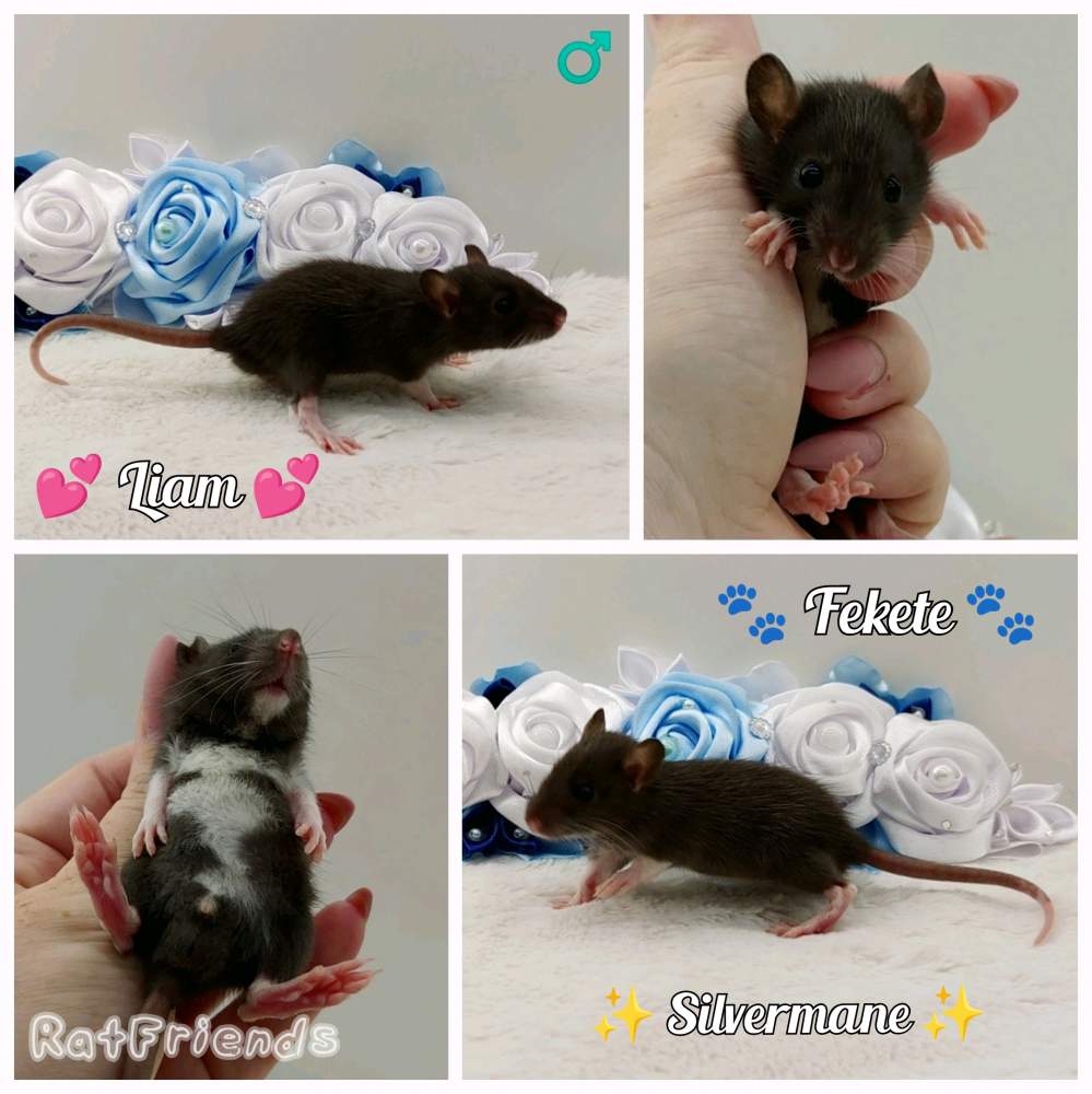 Fancy rat Owned by other Rattus norvegicus 
